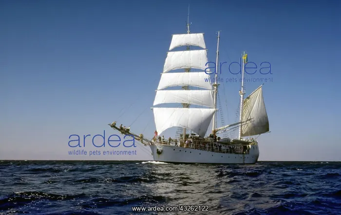 : Three-mast sailing ship Amorina, Red Sea : Three-mast sailing ship Amorina, Red Sea