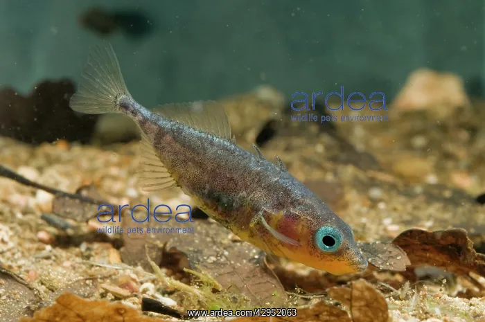 : Three-spined Stickleback : Three-spined Stickleback