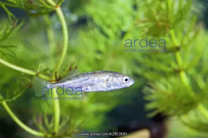 : Three-Spined Stickleback : Three-Spined Stickleback