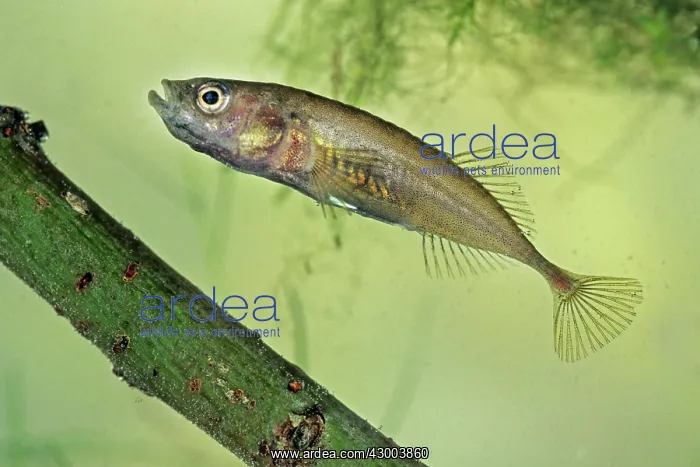 : Three-spined Stickleback : Three-spined Stickleback