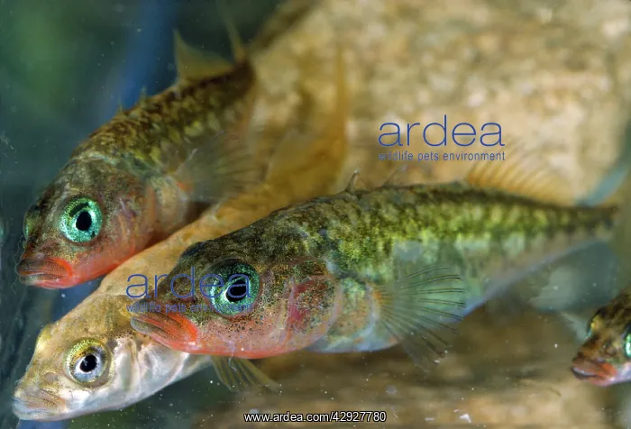 : Three-spined Stickleback Fish : Three-spined Stickleback Fish