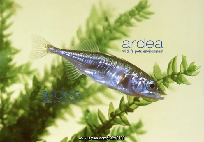 : THREE-SPINED STICKLEBACK FISH : THREE-SPINED STICKLEBACK FISH