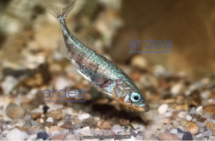 : THREE-SPINED STICKLEBACK FISH - male : THREE-SPINED STICKLEBACK FISH - male