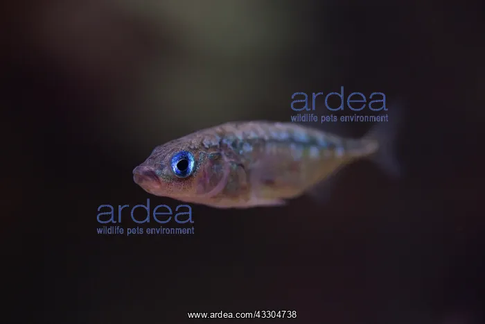 : Three-spined stickleback - male - Germany : Three-spined stickleback - male - Germany