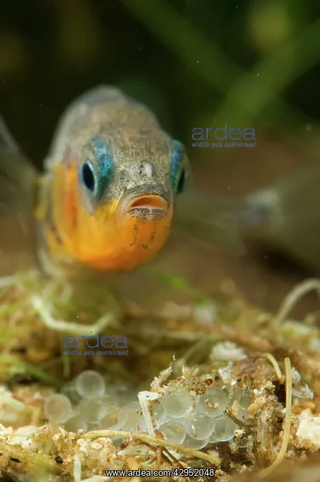: Three-spined Stickleback - male guarding its eggs : Three-spined Stickleback - male guarding its eggs