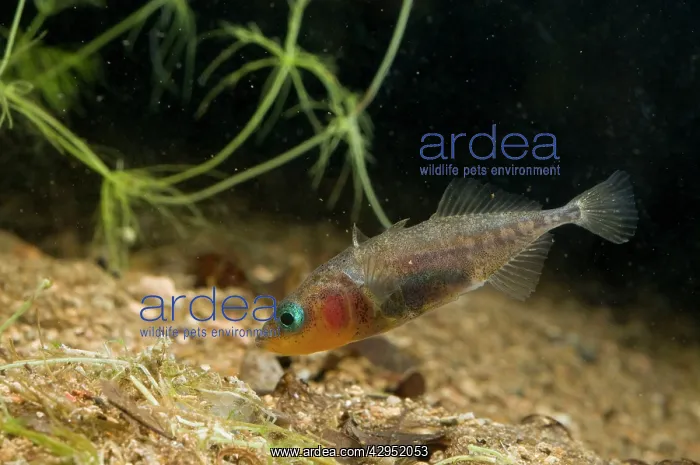 : Three-spined Stickleback - male guarding its eggs : Three-spined Stickleback - male guarding its eggs