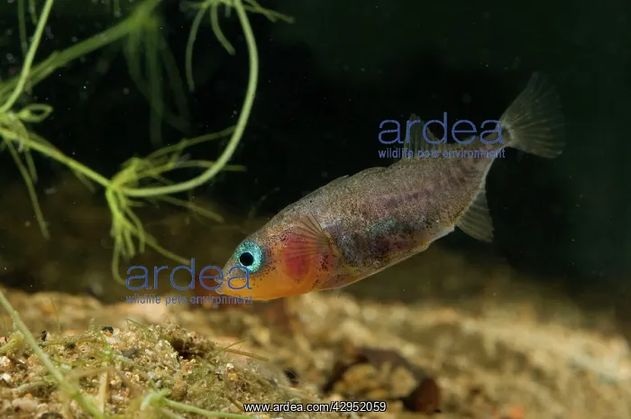 : Three-spined Stickleback - male guarding its eggs : Three-spined Stickleback - male guarding its eggs