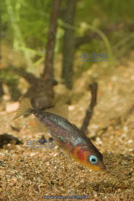 : Three-spined Stickleback - nest building : Three-spined Stickleback - nest building