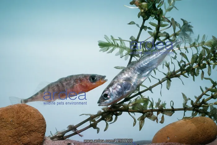 : Three-spined Stickleback - Pair : Three-spined Stickleback - Pair
