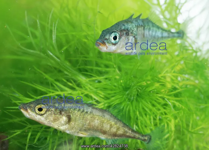 : Three-Spined STICKLEBACKS - two : Three-Spined STICKLEBACKS - two