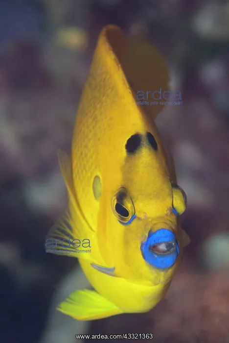: Three-Spot Angelfish - with blue lips : Three-Spot Angelfish - with blue lips