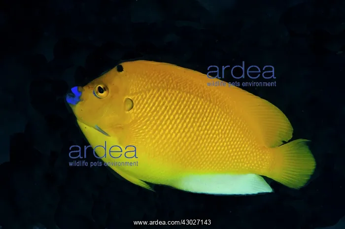 : Three-Spot Angelfish Seraya shore dive, Bali, Indonesia : Three-Spot Angelfish Seraya shore dive, Bali, Indonesia