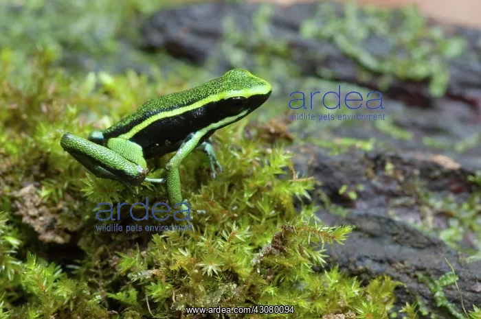 : Three-stripe Poison Frog : Three-stripe Poison Frog