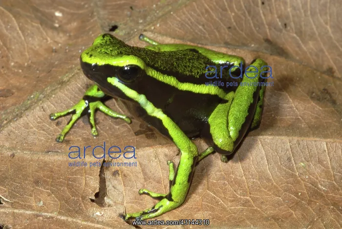 : Three-Striped Poison Dart Frog : Three-Striped Poison Dart Frog