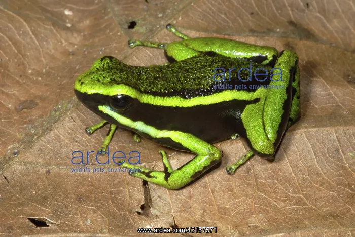 : Three-Striped Poison Dart Frog : Three-Striped Poison Dart Frog