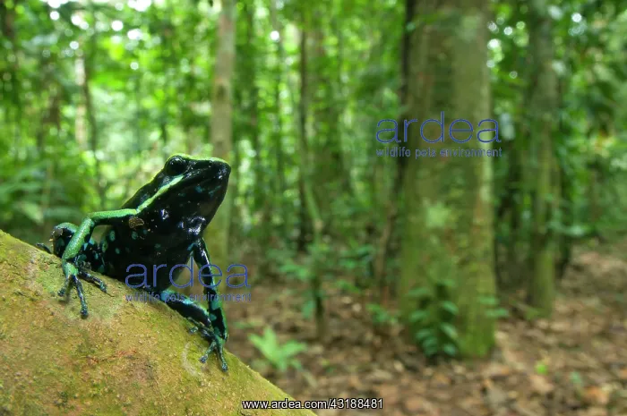  : Three-striped Poison Dart Frog (Ameerega trivittata)