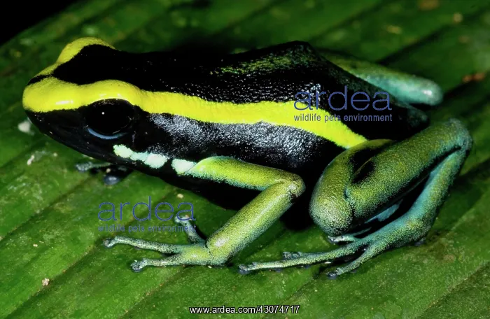 : Three-striped Poison Frog : Three-striped Poison Frog