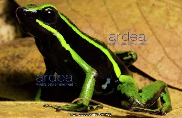 : Three-striped Poison Frog : Three-striped Poison Frog