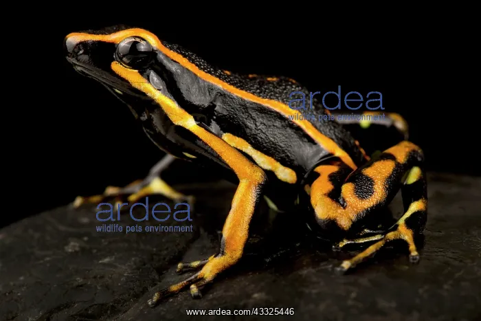  : Three-striped Poison Frog (Ameerega trivittata)