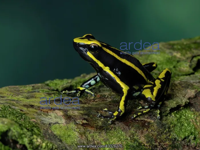  : Three-striped Poison Frog (Ameeregar trivittata), Peru