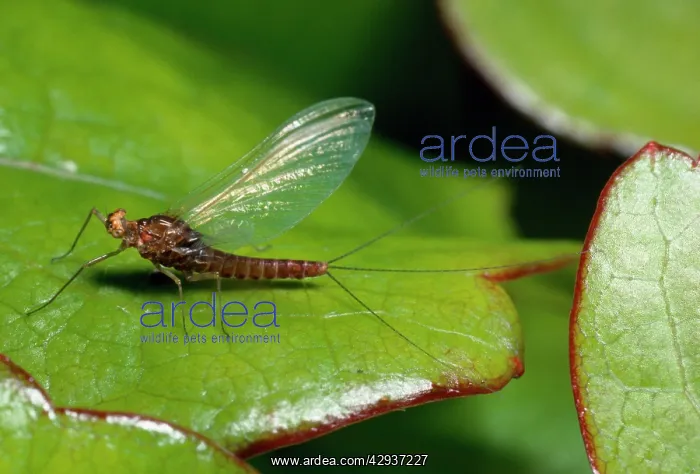 : Three-Tailed Mayfly - (Ephemeroptera) - UK : Three-Tailed Mayfly - (Ephemeroptera) - UK