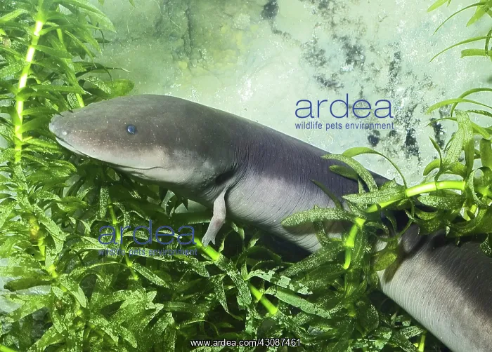 : Three-Toed Amphiuma : Three-Toed Amphiuma