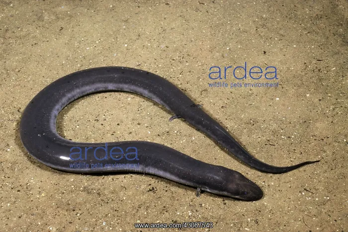 : Three-Toed Amphiuma : Three-Toed Amphiuma