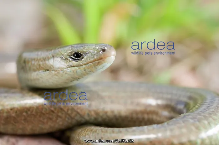 : Three-toed Skink : Three-toed Skink