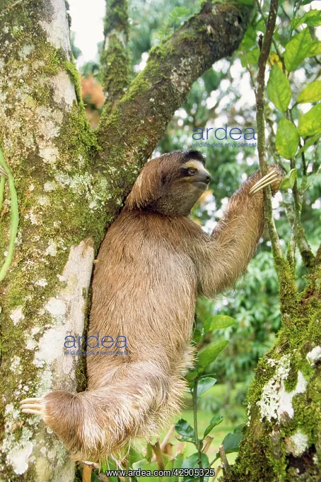 : Three-toed SLOTH : Three-toed SLOTH