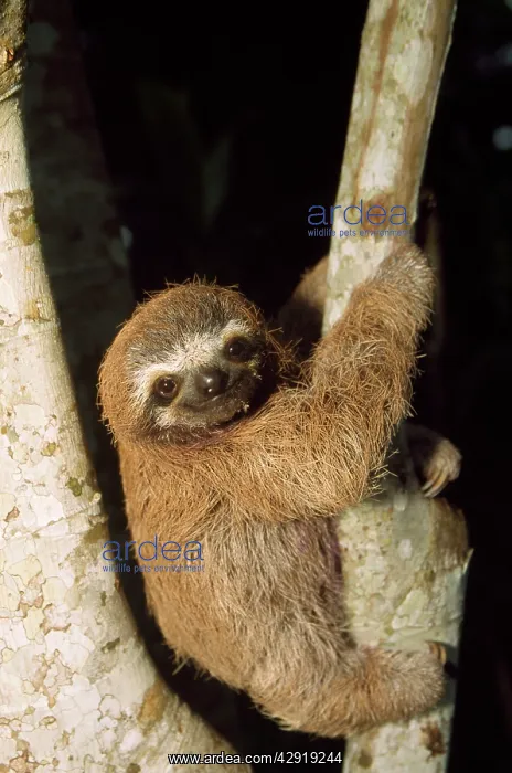 : Three-toed SLOTH : Three-toed SLOTH