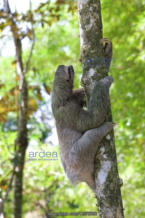 : Three-toed Sloth : Three-toed Sloth