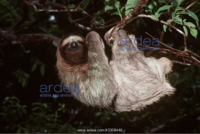 : THREE-TOED SLOTH : THREE-TOED SLOTH