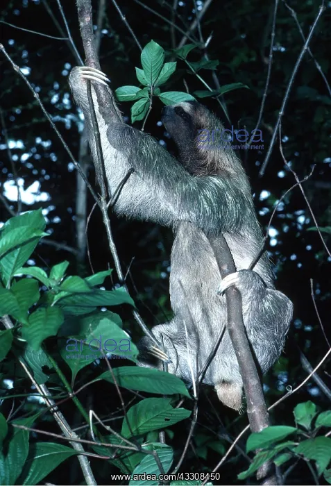 : THREE-TOED SLOTH : THREE-TOED SLOTH