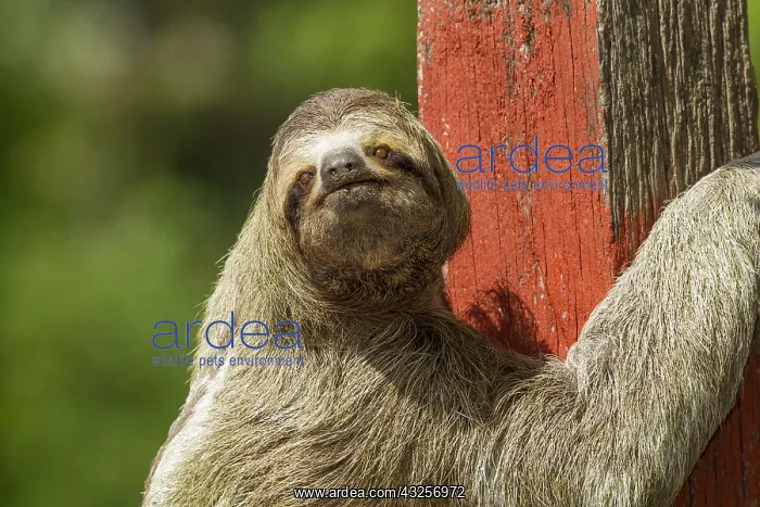: Three-Toed Sloth (Bradypus infuscatus) climbing : Three-Toed Sloth (Bradypus infuscatus) climbing