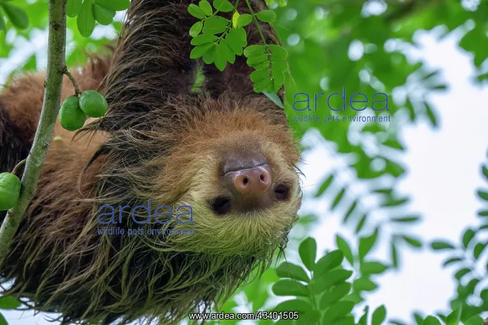 : The three-toed sloth, Bradypus in tree : The three-toed sloth, Bradypus in tree