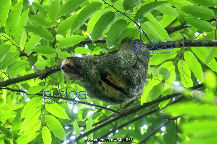 : The three-toed sloth, Bradypus in tree : The three-toed sloth, Bradypus in tree