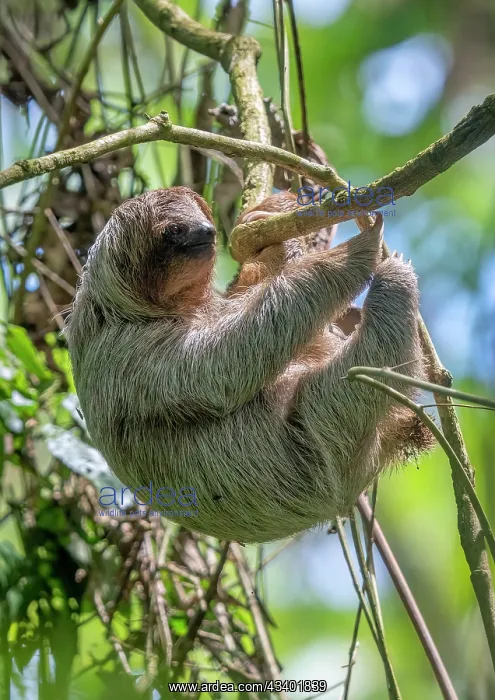 : The three-toed sloth, Bradypus in tree : The three-toed sloth, Bradypus in tree