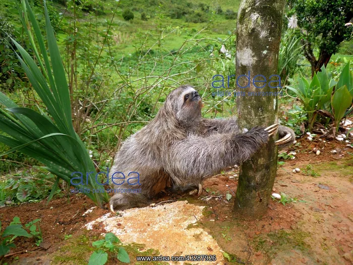 : Three-toed sloth (Bradypus tridactylus) in French : Three-toed sloth (Bradypus tridactylus) in French