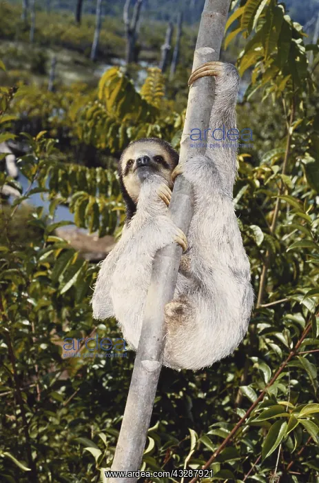 : Three-toed sloth (Bradypus tridactylus) in French Guyana. I : Three-toed sloth (Bradypus tridactylus) in French Guyana. I
