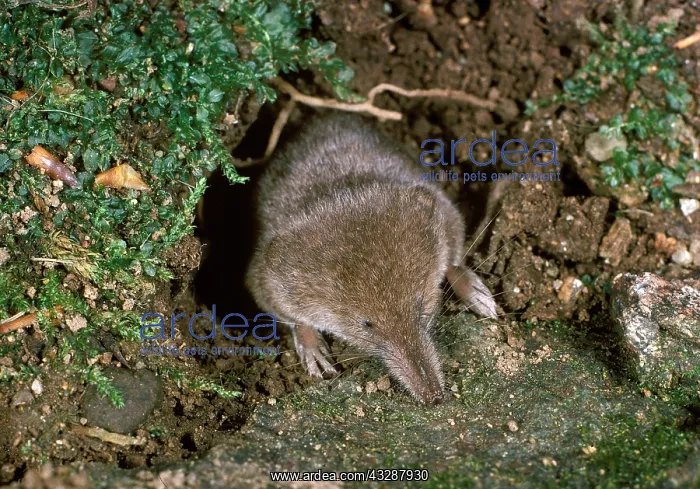 : Three-toed Sloth (Bradypus tridactylus), State of : Three-toed Sloth (Bradypus tridactylus), State of