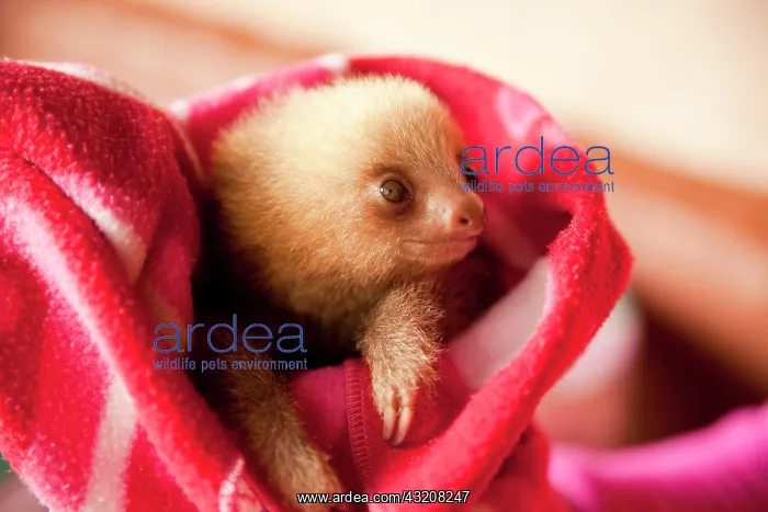 : Three-toed-sloth (Bradypus), young in a blanket : Three-toed-sloth (Bradypus), young in a blanket