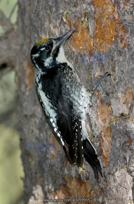 : Three-toed Woodpecker : Three-toed Woodpecker