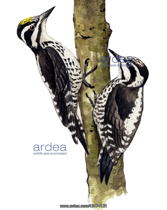 : Three-toed Woodpecker : Three-toed Woodpecker