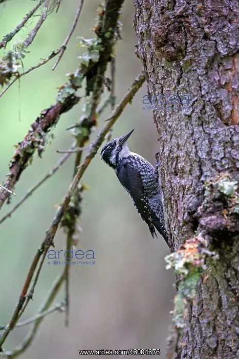 : Three-toed Woodpecker female at nest in old pine tree : Three-toed Woodpecker female at nest in old pine tree