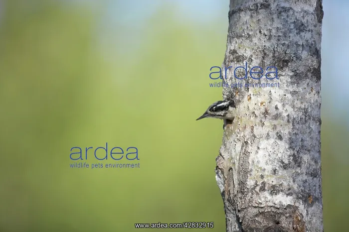 : Three-Toed Woodpecker - Leaving Nest Hole : Three-Toed Woodpecker - Leaving Nest Hole