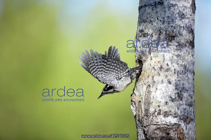: Three-Toed Woodpecker - Leaving Nest Hole : Three-Toed Woodpecker - Leaving Nest Hole