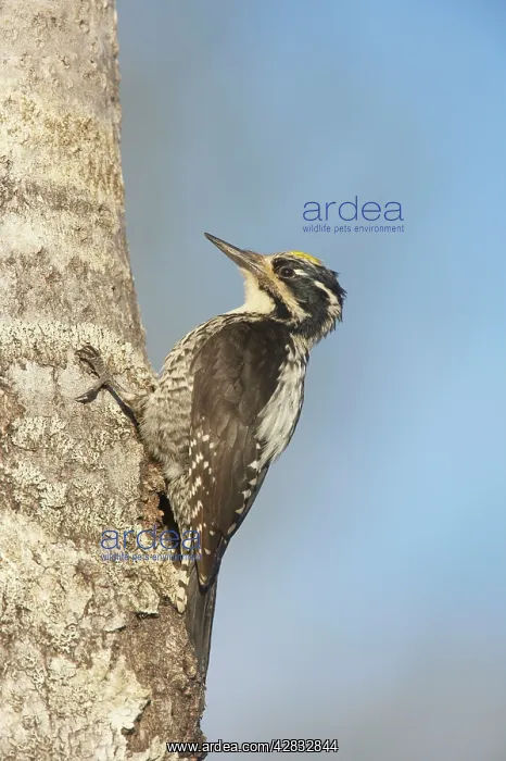 : Three-Toed Woodpecker - Male : Three-Toed Woodpecker - Male