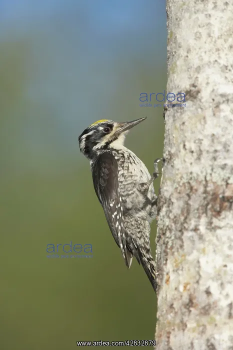 : Three-Toed Woodpecker - Male : Three-Toed Woodpecker - Male
