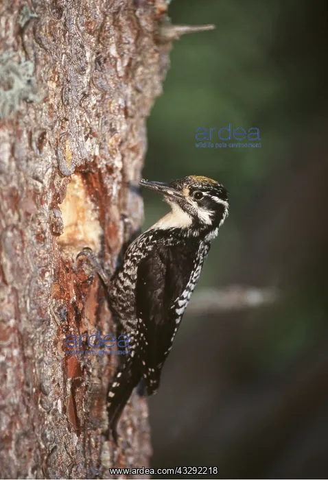 : THREE-TOED WOODPECKER - male, on tree : THREE-TOED WOODPECKER - male, on tree
