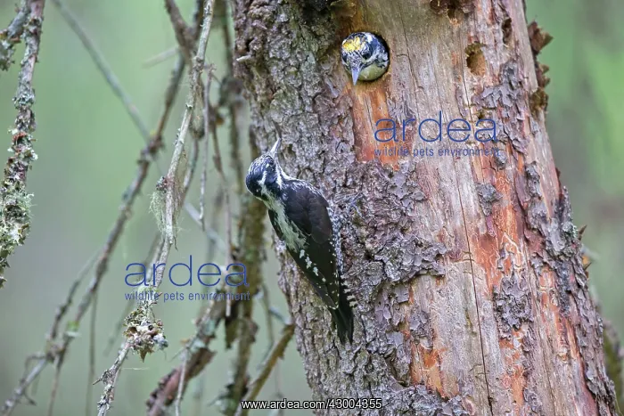 : Three-toed Woodpecker pair at nest in old pine tree : Three-toed Woodpecker pair at nest in old pine tree